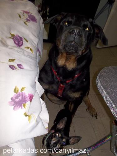 hera Dişi Rottweiler