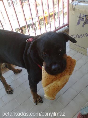 hera Dişi Rottweiler