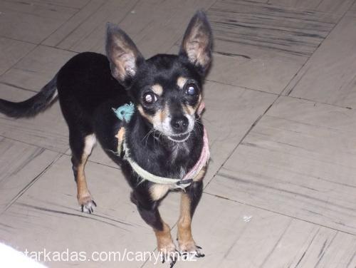 suzi Dişi Minyatür Pinscher