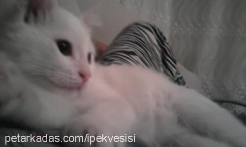 sisi Dişi Ankara Kedisi (Angora)