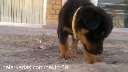 hektor Erkek Rottweiler