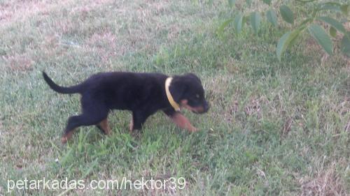 hektor Erkek Rottweiler