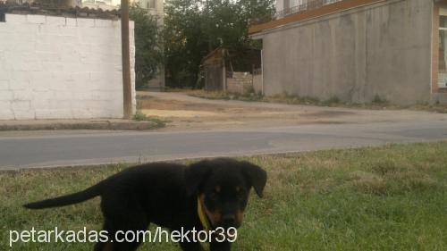 hektor Erkek Rottweiler