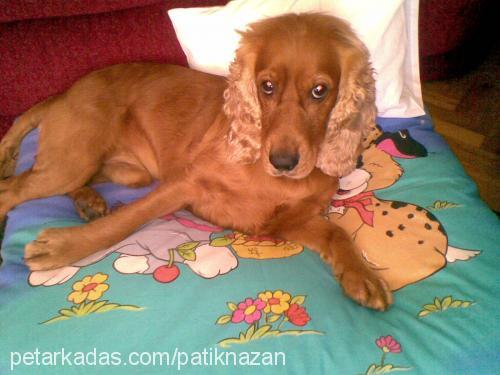 patİk Erkek İngiliz Cocker Spaniel