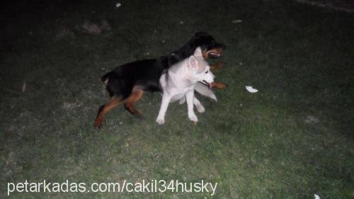 cakıl Dişi Alaskan Malamute