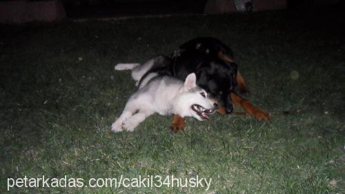 cakıl Dişi Alaskan Malamute