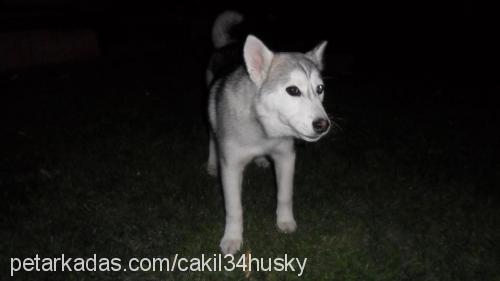 cakıl Dişi Alaskan Malamute