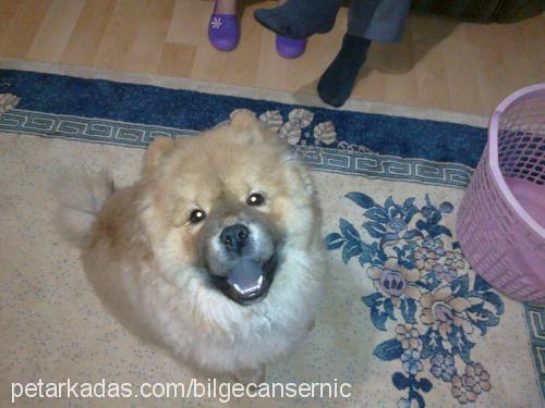 candy Dişi Chow Chow