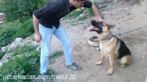 cesur Erkek Alman Çoban Köpeği