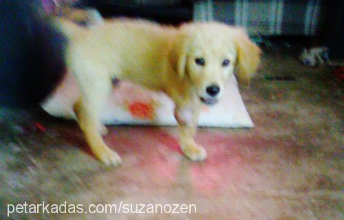 chucky Erkek Golden Retriever