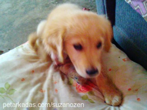 chucky Erkek Golden Retriever