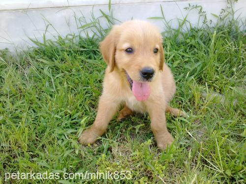 leo Erkek Golden Retriever