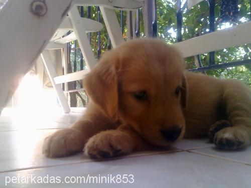 leo Erkek Golden Retriever