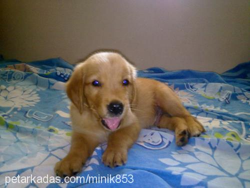 leo Erkek Golden Retriever