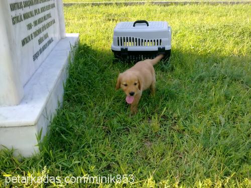 leo Erkek Golden Retriever