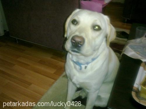 lucky Erkek Labrador Retriever