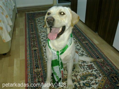 lucky Erkek Labrador Retriever