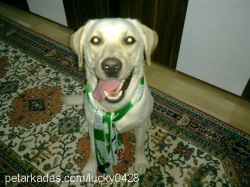 lucky Erkek Labrador Retriever