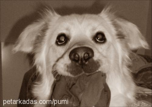 pamuk Dişi Golden Retriever