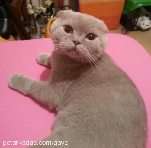 teo Erkek Scottish Fold