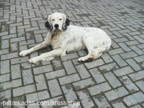 ares Erkek İngiliz Setter