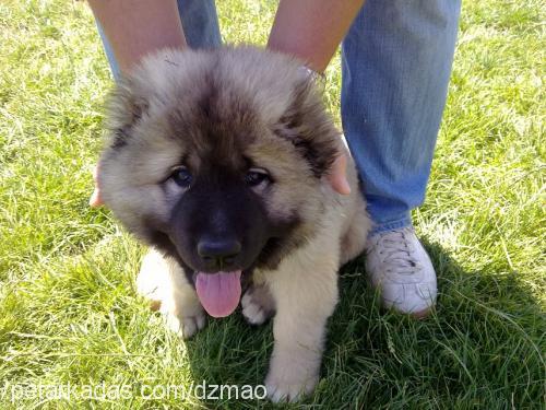 lomi Erkek Kars Çoban Köpeği