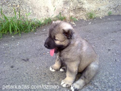 lomi Erkek Kars Çoban Köpeği