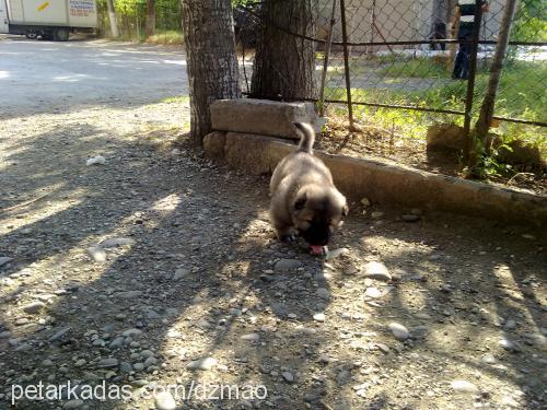 lomi Erkek Kars Çoban Köpeği