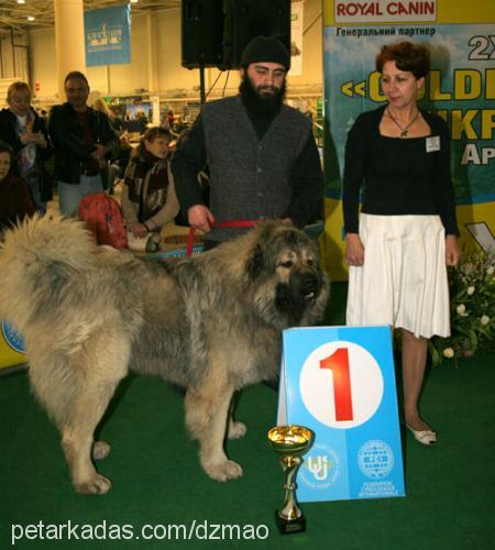 lomi Erkek Kars Çoban Köpeği