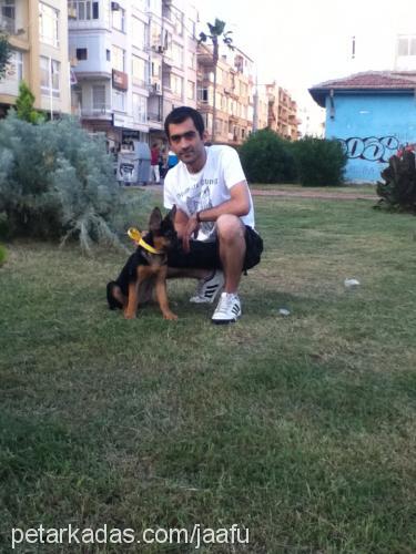 chance Dişi Alman Çoban Köpeği