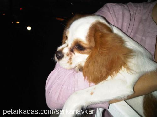 tarçın Dişi Cavalier King Charles Spanieli