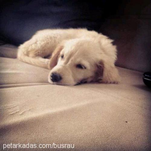 dolly Dişi Golden Retriever