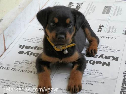 reina Dişi Rottweiler