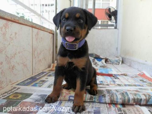 reina Dişi Rottweiler