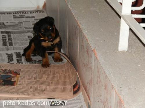 reina Dişi Rottweiler