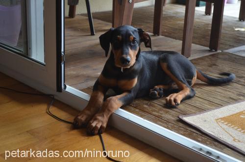 romeo Erkek Doberman Pinscher