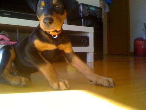 romeo Erkek Doberman Pinscher