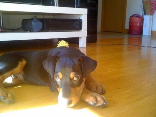 romeo Erkek Doberman Pinscher