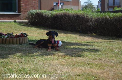 romeo Erkek Doberman Pinscher