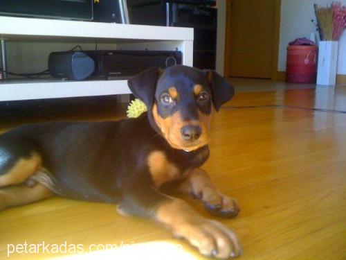 romeo Erkek Doberman Pinscher