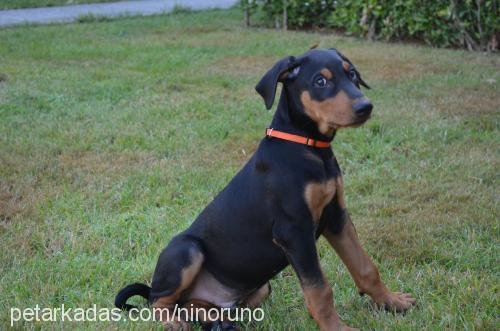 romeo Erkek Doberman Pinscher