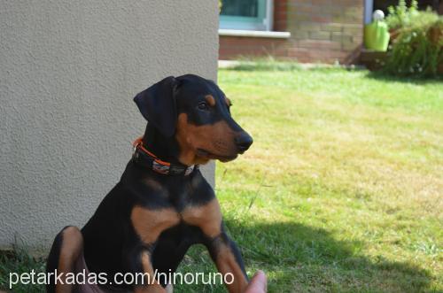 romeo Erkek Doberman Pinscher