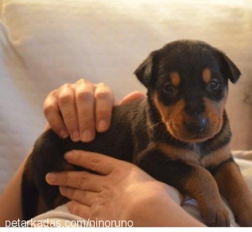 romeo Erkek Doberman Pinscher