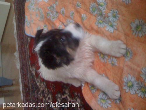 paşa Erkek St. Bernard (Saint Bernard)