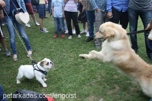 shaker Erkek Golden Retriever