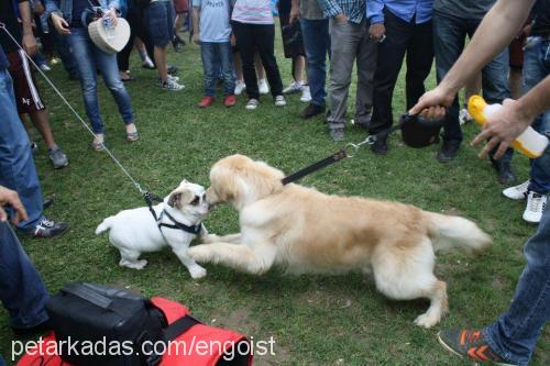 shaker Erkek Golden Retriever