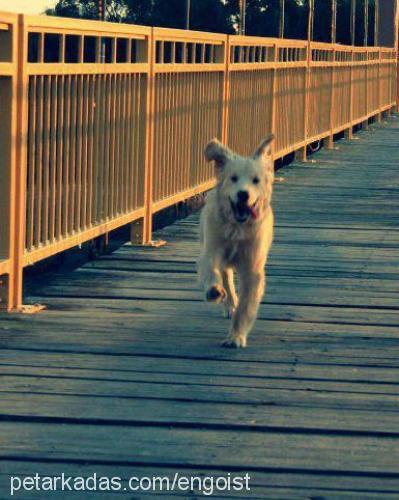 shaker Erkek Golden Retriever