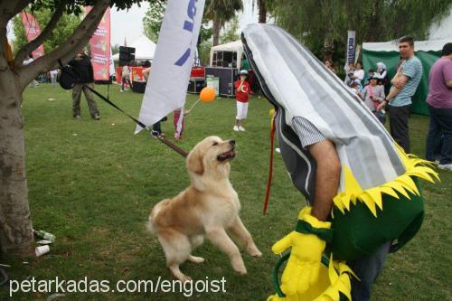 shaker Erkek Golden Retriever