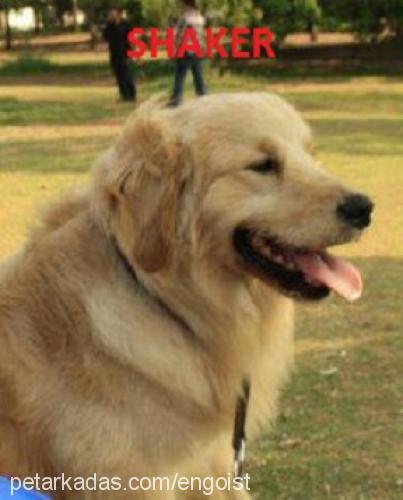 shaker Erkek Golden Retriever