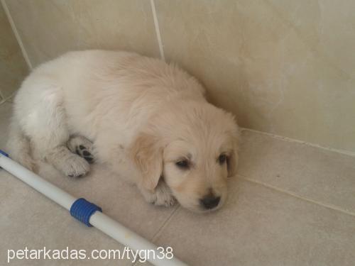 roza Dişi Golden Retriever